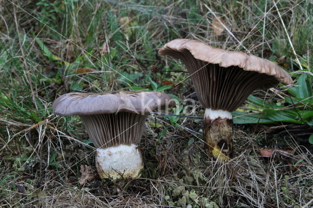 Slijmige spijkerzwam (Gomphidius glutinosus)