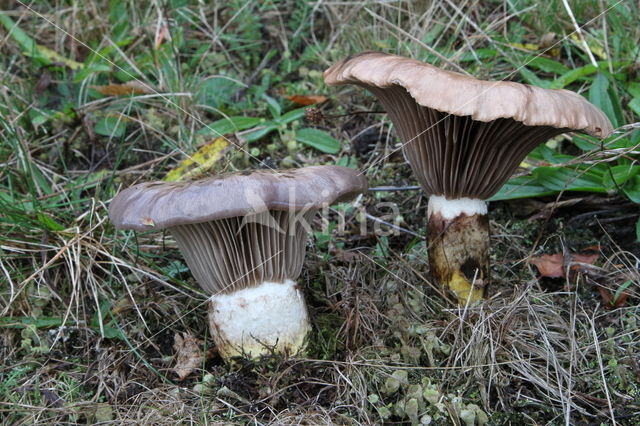 Slijmige spijkerzwam (Gomphidius glutinosus)