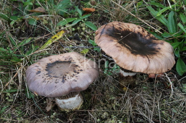 Slijmige spijkerzwam (Gomphidius glutinosus)