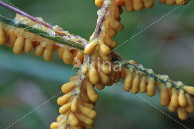 Slime mould (Myxomyceet spec.)