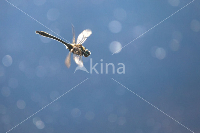 Smaragdlibel (Cordulia aenea)