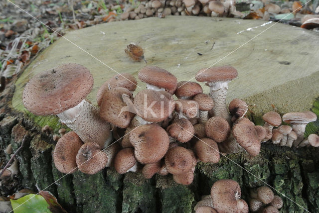 Sombere honingzwam (Armillaria ostoyae)