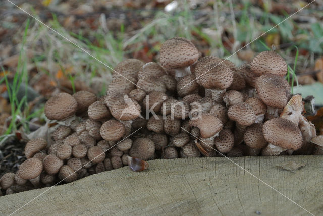 Sombere honingzwam (Armillaria ostoyae)