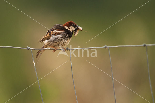 Spanish Sparrow (Passer hispaniolensis)