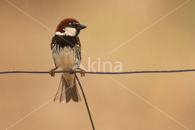 Spanish Sparrow (Passer hispaniolensis)