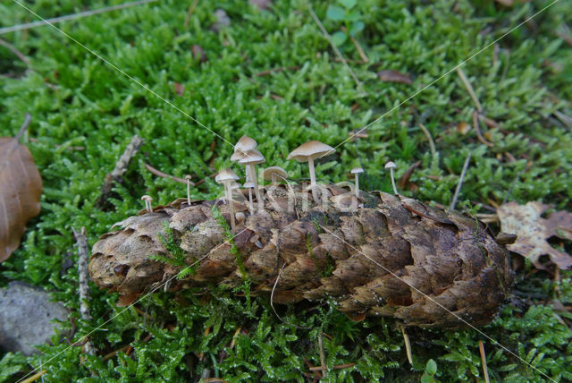 Sparrenkegelzwam (Strobilurus esculentus)