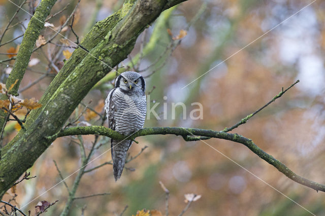 Northern Hawk Owl (Surnia ulula)