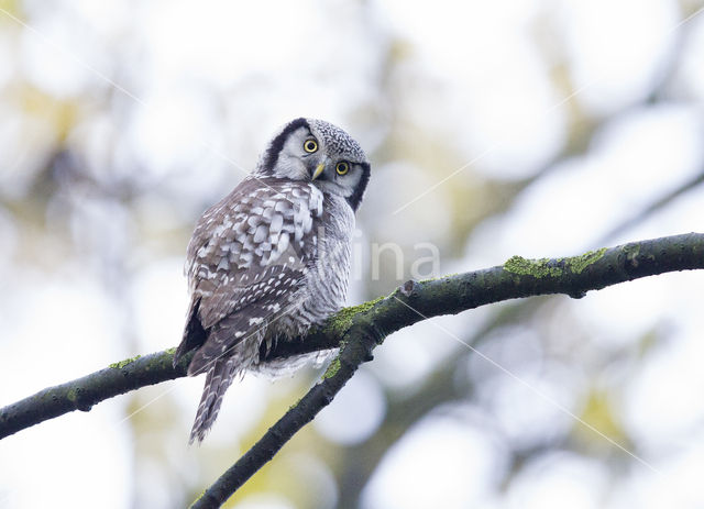 Northern Hawk Owl (Surnia ulula)