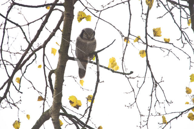 Northern Hawk Owl (Surnia ulula)