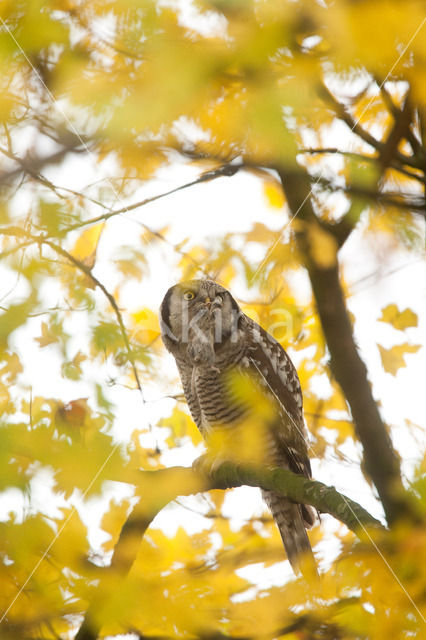 Northern Hawk Owl (Surnia ulula)