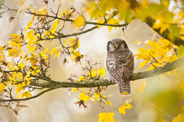 Northern Hawk Owl (Surnia ulula)