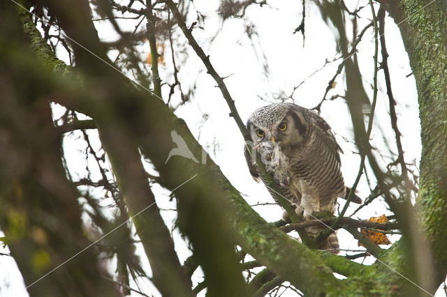 Northern Hawk Owl (Surnia ulula)