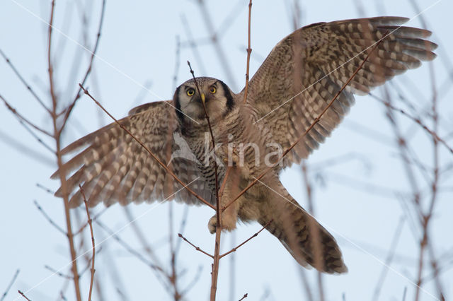 Northern Hawk Owl (Surnia ulula)