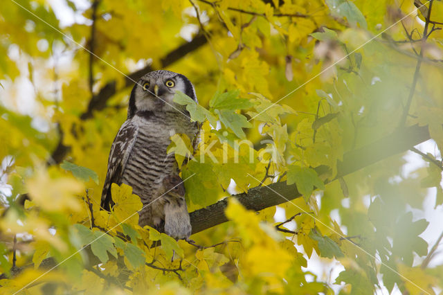 Northern Hawk Owl (Surnia ulula)