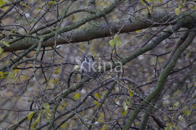 Northern Hawk Owl (Surnia ulula)