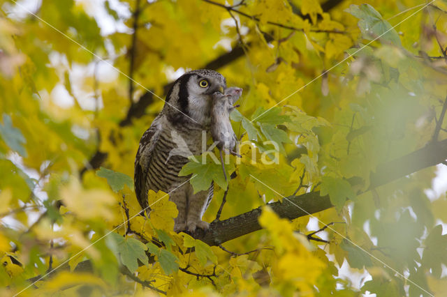 Sperweruil (Surnia ulula)