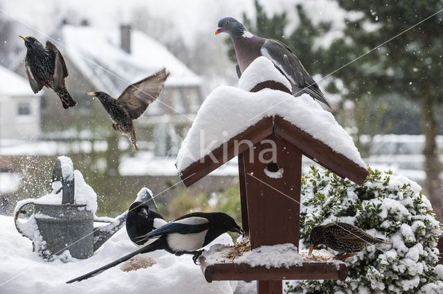 European Starling (Sturnus vulgaris)