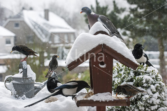 Spreeuw (Sturnus vulgaris)