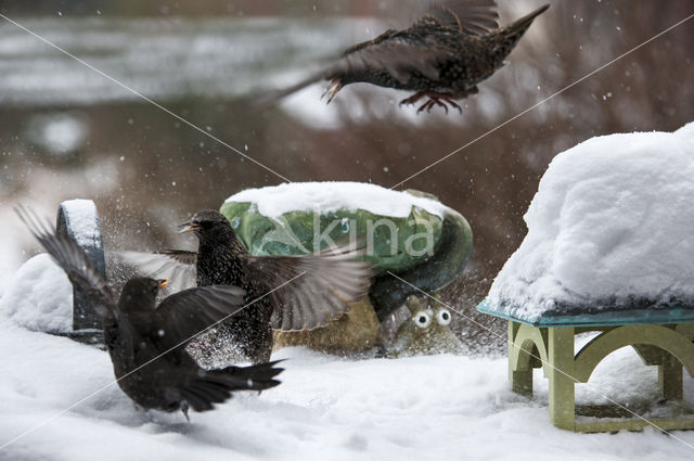 European Starling (Sturnus vulgaris)