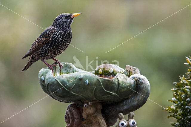 European Starling (Sturnus vulgaris)