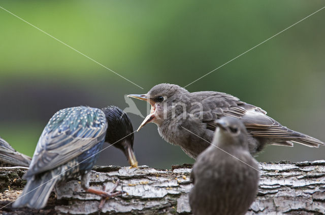 Spreeuw (Sturnus vulgaris)