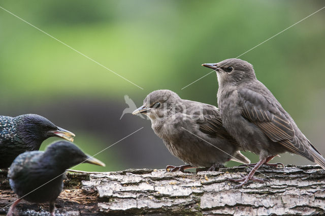 European Starling (Sturnus vulgaris)