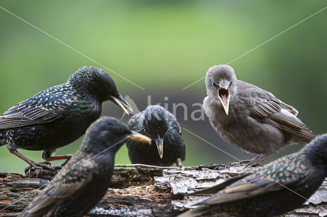 European Starling (Sturnus vulgaris)