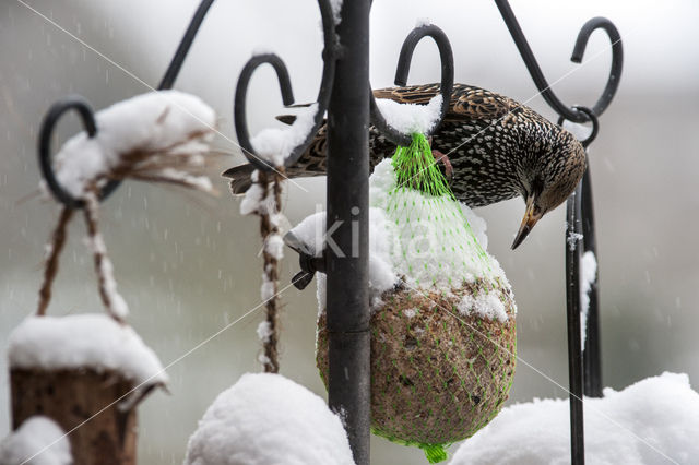 Spreeuw (Sturnus vulgaris)