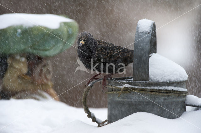 Spreeuw (Sturnus vulgaris)