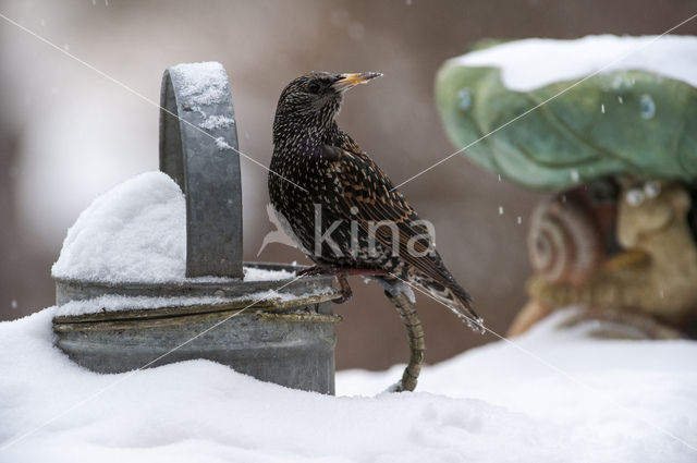 European Starling (Sturnus vulgaris)