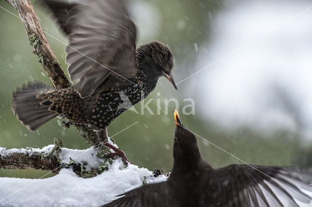 Spreeuw (Sturnus vulgaris)