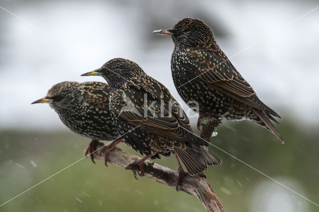 Spreeuw (Sturnus vulgaris)