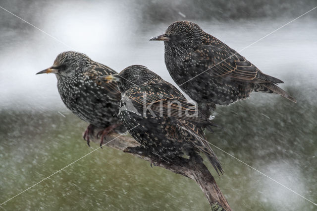 European Starling (Sturnus vulgaris)