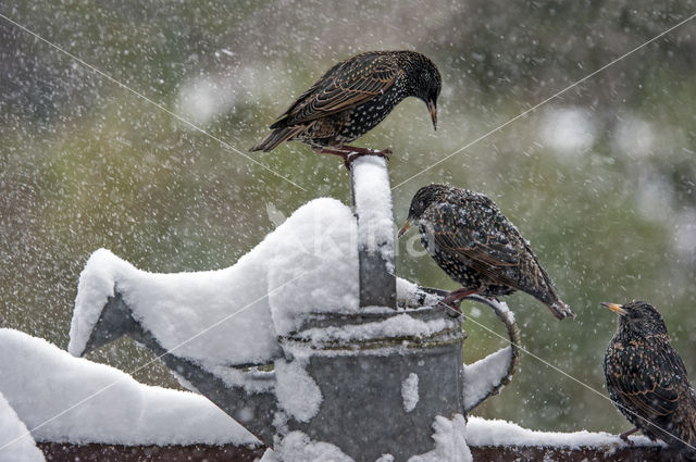 Spreeuw (Sturnus vulgaris)