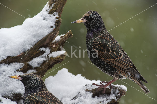 Spreeuw (Sturnus vulgaris)