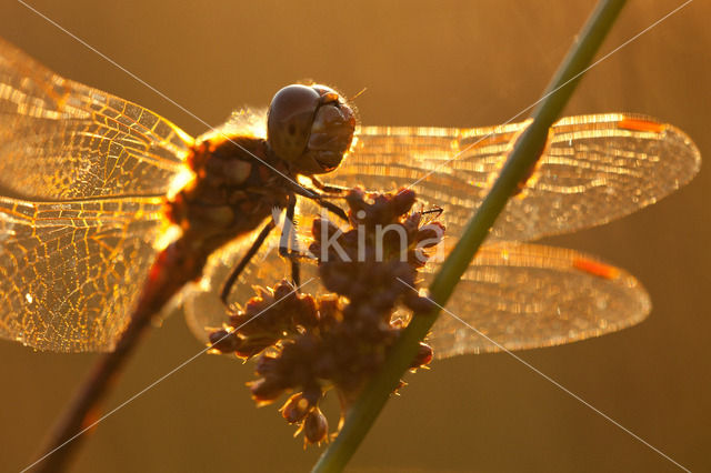 Vagrant Darter (Sympetrum vulgatum)