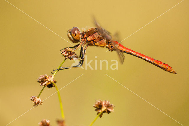 Steenrode heidelibel (Sympetrum vulgatum)