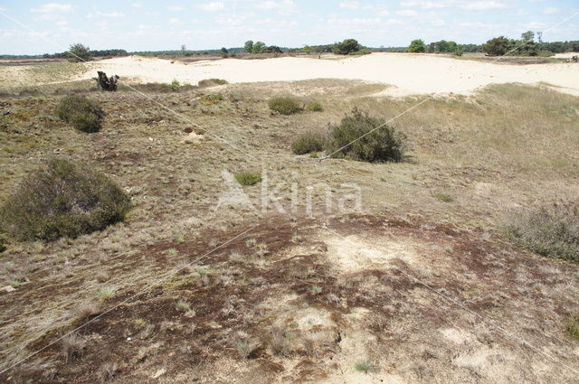 Strabrechtse Heide