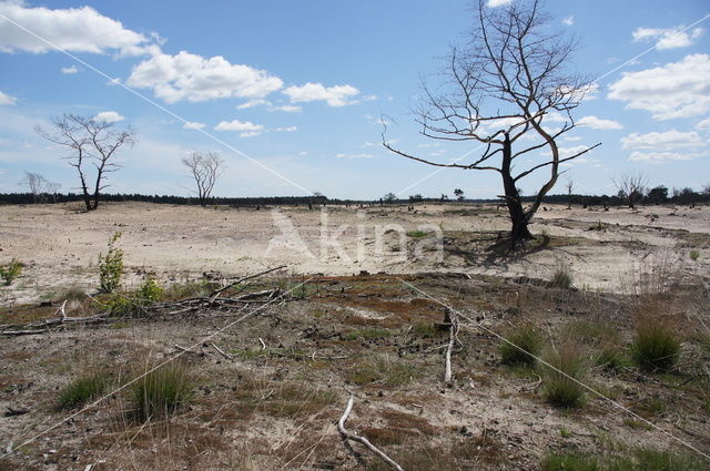 Strabrechtse Heide