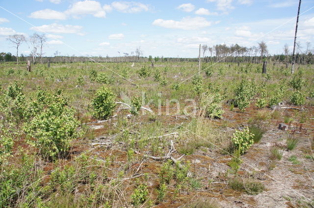 Strabrechtse Heide