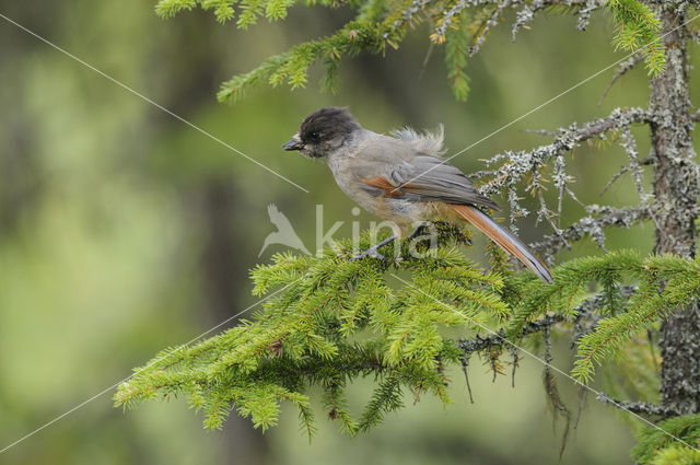 Siberian Jay (Perisoreus infaustus)