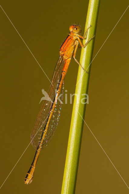 Scarce Blue-tailed Damselfly (Ischnura pumilio)