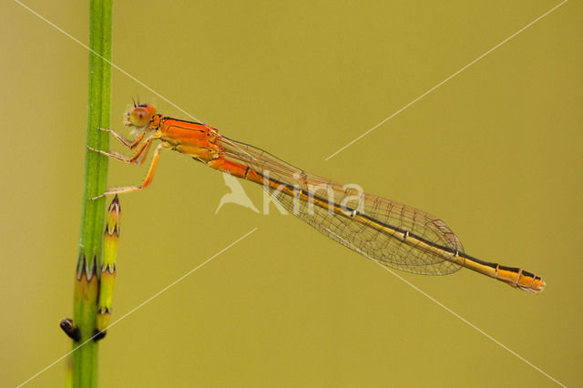 Scarce Blue-tailed Damselfly (Ischnura pumilio)