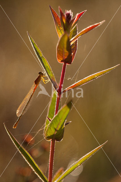 Scarce Blue-tailed Damselfly (Ischnura pumilio)