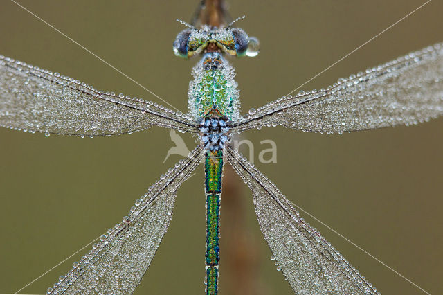 Tengere pantserjuffer (Lestes virens)