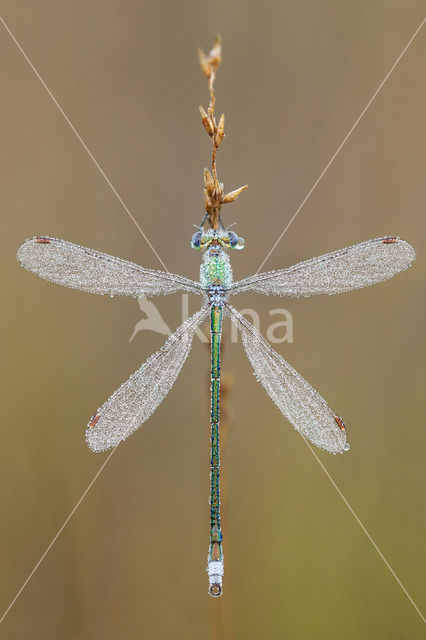 Small Emerald Damselfly (Lestes virens)