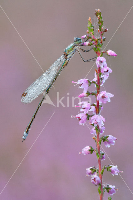 Tengere pantserjuffer (Lestes virens)