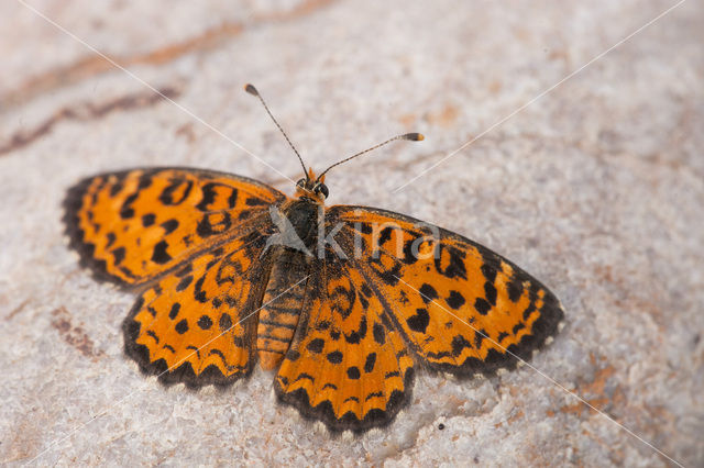 Toortsparelmoervlinder (Melitaea trivia)