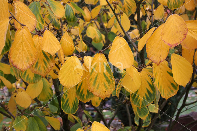 Chinese witchhazel (Hamamelis mollis)