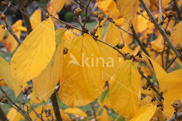 Chinese witchhazel (Hamamelis mollis)